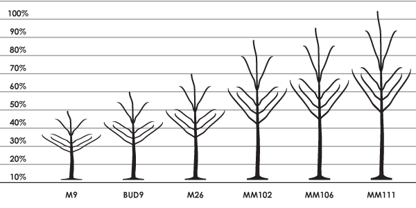 Apple Rootstock – Tangara Nursery